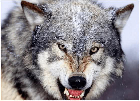 心理学3种狼的眼神哪个最凶狠测在别人眼中你有多好欺负