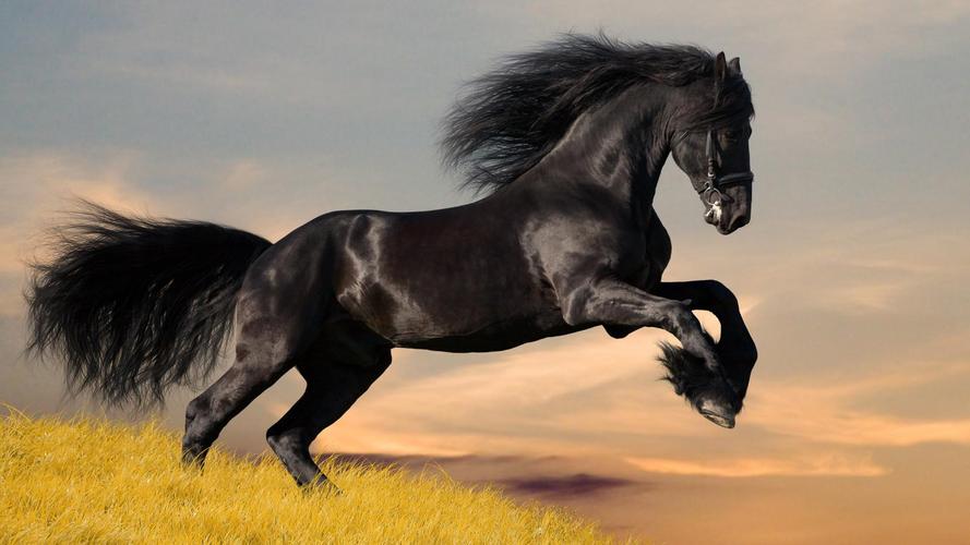 黑色动物马1080p壁纸1680x1050分辨率下载,黑色动物马1080p壁纸,高清