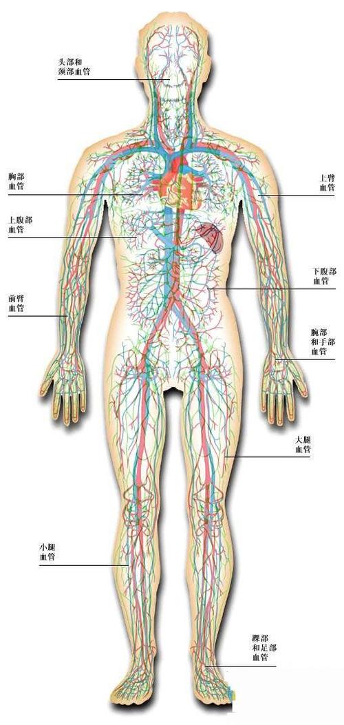生活知识科普大全:人体内脏结构图五脏六腑图片 位置图_华夏商财网