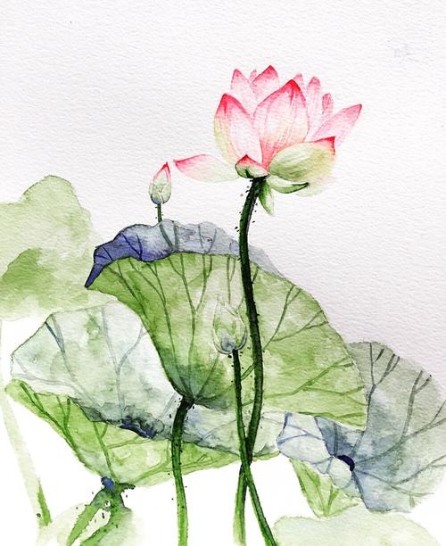 荷花莲花植物手绘水彩彩铅二次元中国风