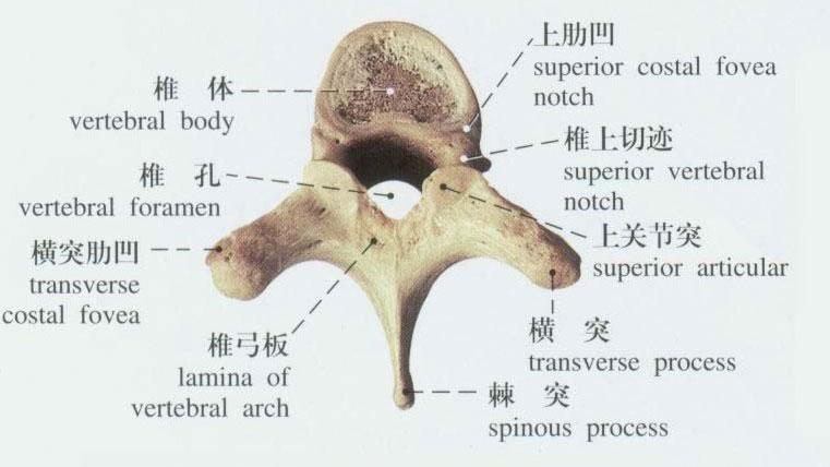 医学医药 医学图库人的胸椎骨有12块.