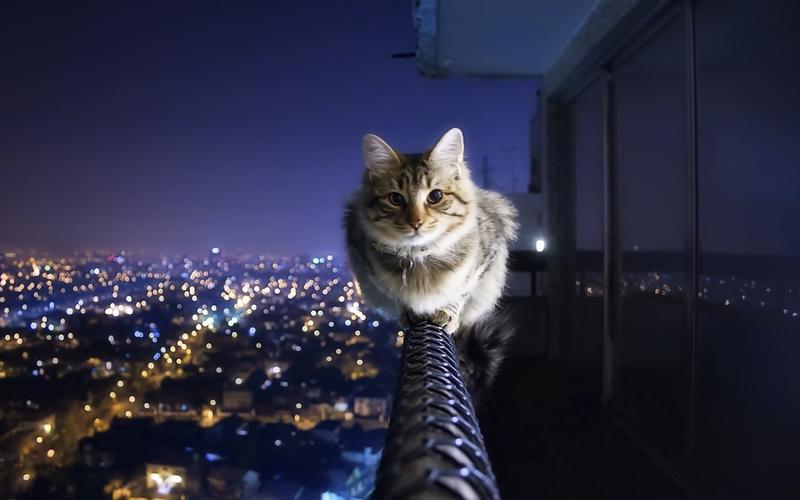 猫在夜间-可爱的kitty小猫咪生活壁纸