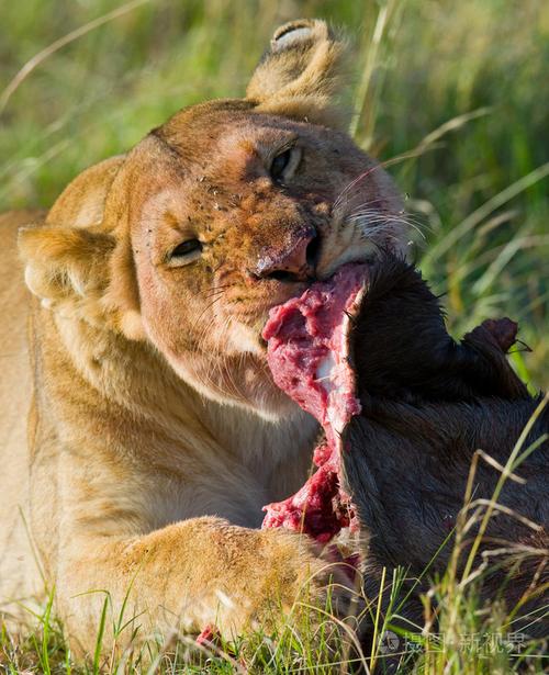 母狮吃肉