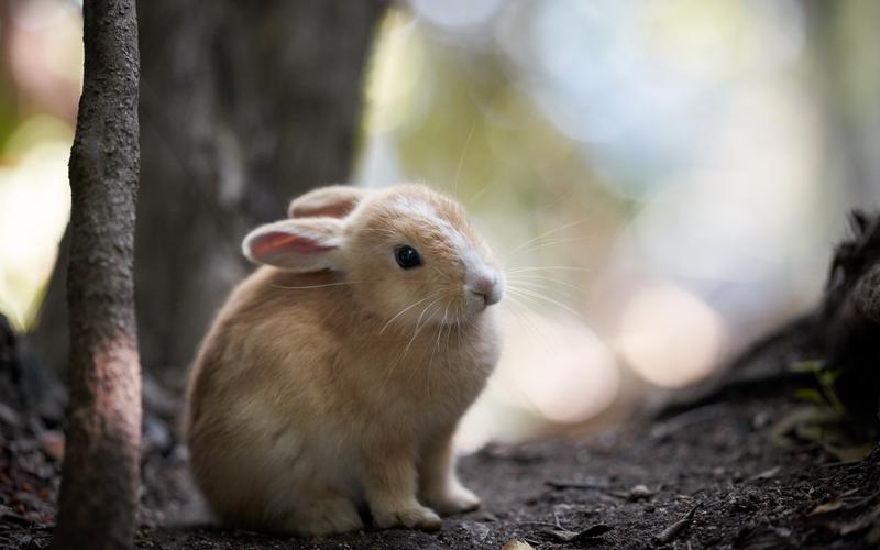 兔子在自然中,散景 壁纸