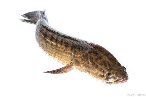 黑鱼的营养价值与好处,怎么做黑鱼好吃又简单?