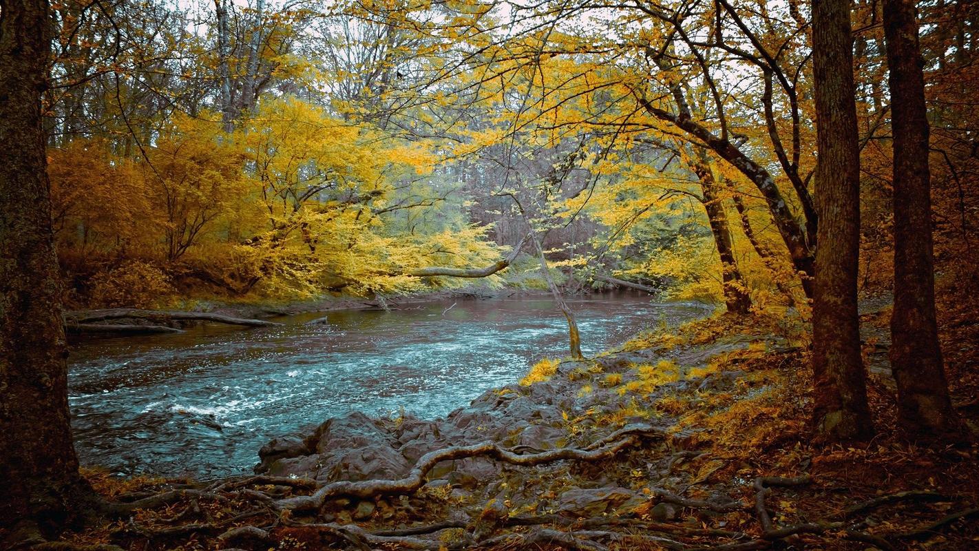 精选好看的大自然秋天落叶唯美意境风景高清桌面壁纸下载