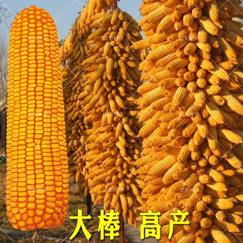 玉米高产饲料种子浚单郑单抗倒伏早熟杂交种籽家庭园艺种子