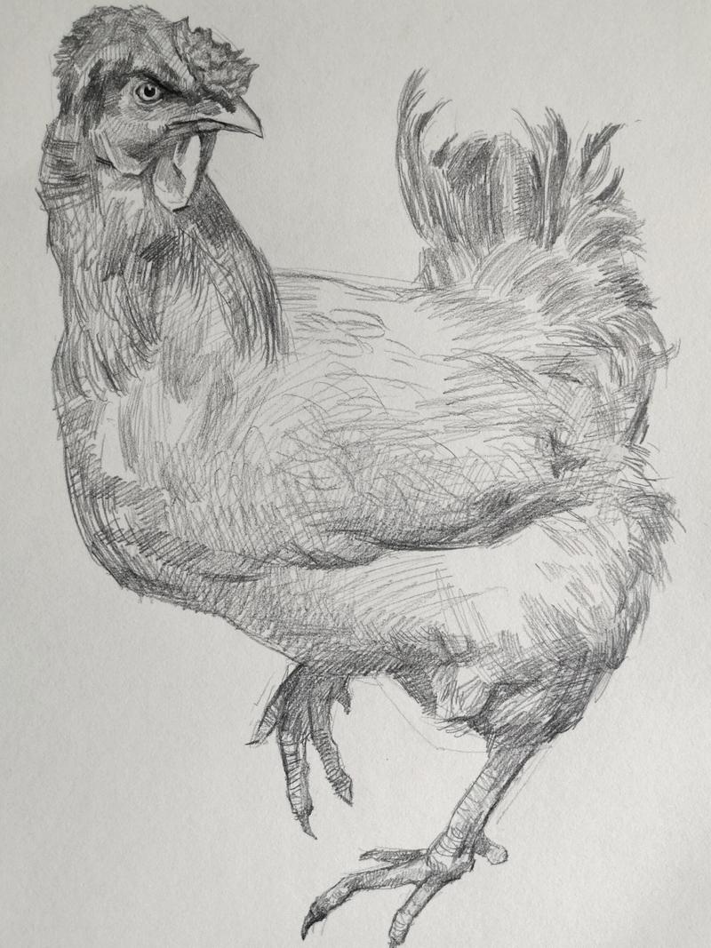 素描画鸡 推着画步骤