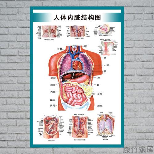 结构图医院海报全身器官分布穴位图解剖图挂画人体内脏位置分布图3550