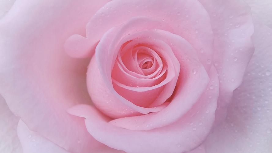 温柔粉色玫瑰花瓣壁纸