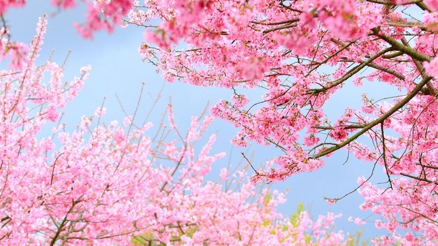 茶园绽放娇美樱花图片电脑壁纸樱花茶园日本樱花梦幻影换唯美樱花粉色
