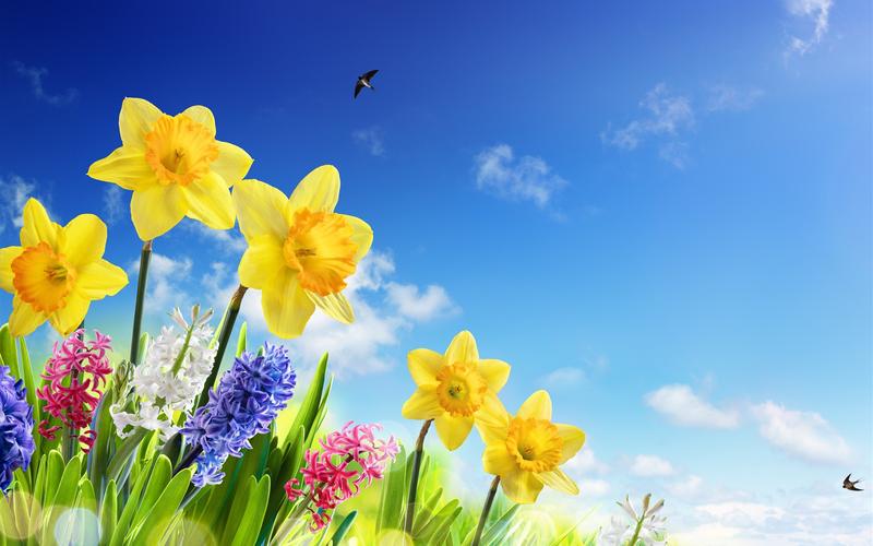 壁纸 黄水仙,风信子,五颜六色的鲜花,燕子,蓝天,春天 3840x2160 uhd 4