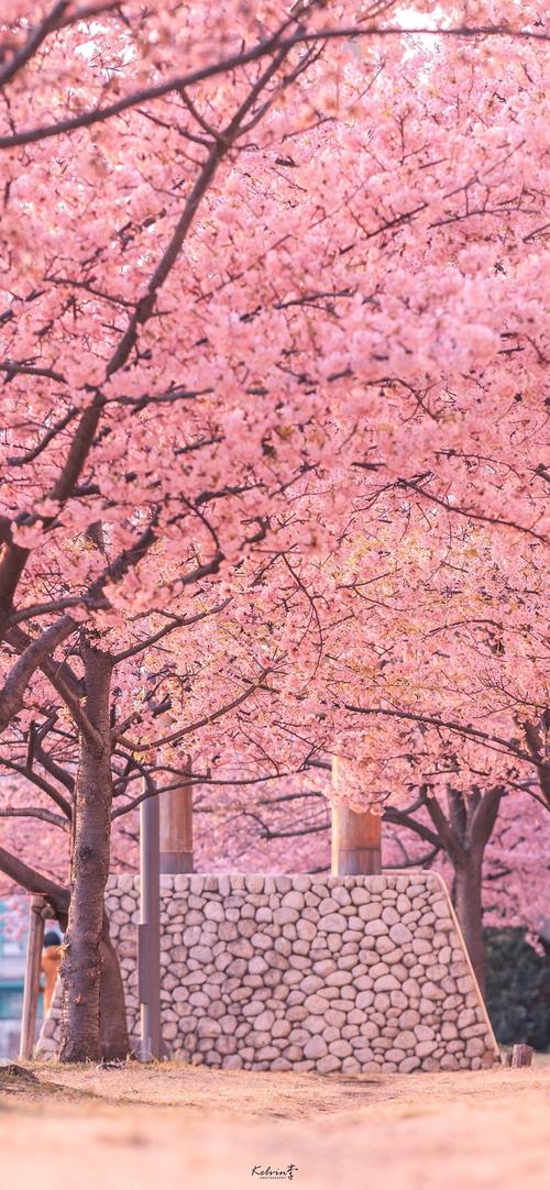 粉色樱花少女心高清手机壁纸