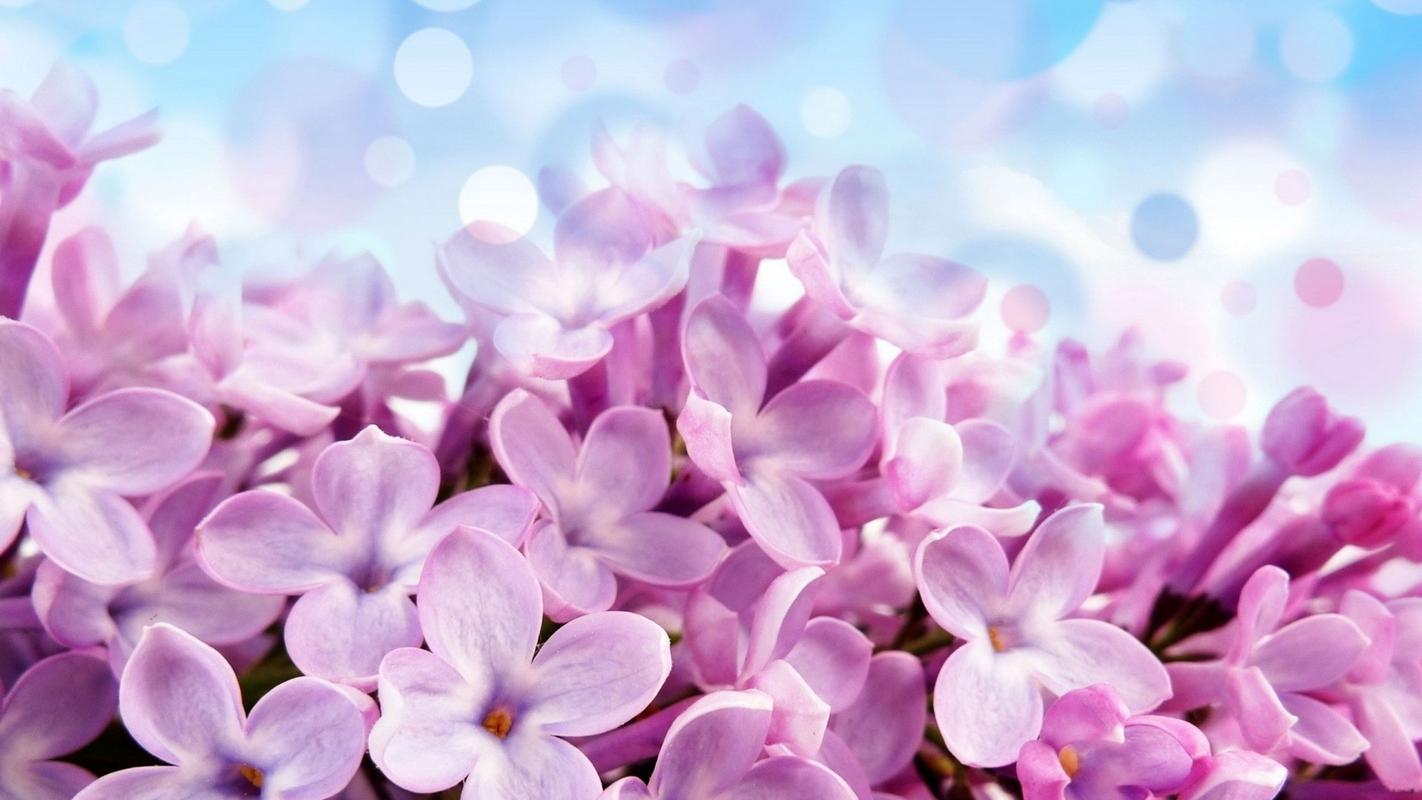小清新淡雅紫丁香唯美花朵电脑桌面壁纸