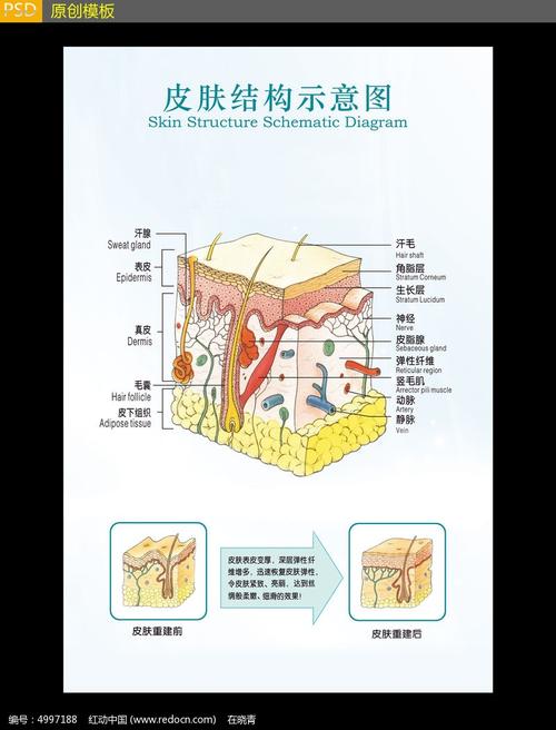 医院皮肤结构示意图展板设计图片_展板_编号5008978_红动中国