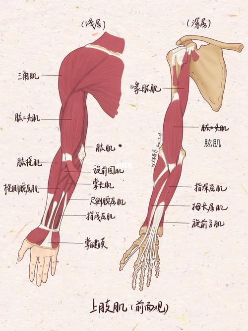 人体解剖学笔记25上肢肌一定很辛苦