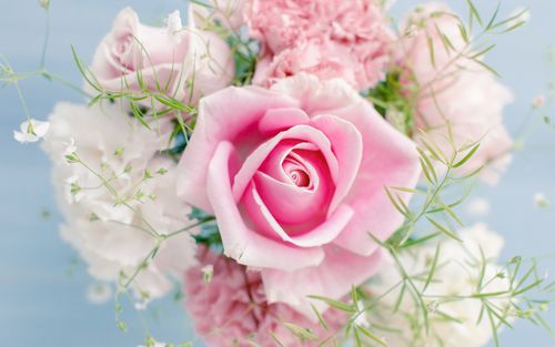 壁纸 粉红色的玫瑰,美丽的花朵