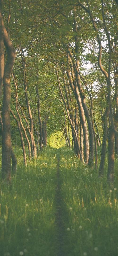 自然森林风景摄影8k极清竖屏手机壁纸