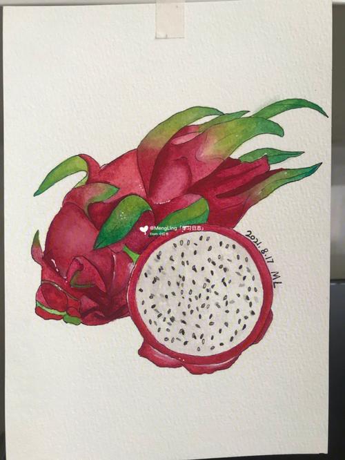 第8张水彩练习水果系列火龙果水彩画