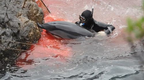 旅行日本称赞该国文明核废水海豚湾事件它的伪善你看到了吗