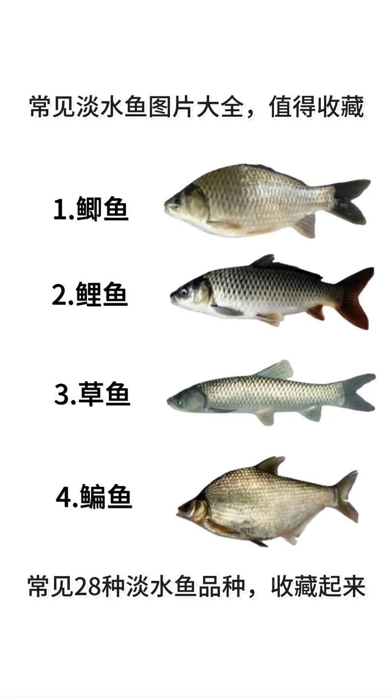 28种常见淡水路亚鱼种.再也不用担心钓到的鱼不认识啦#淡水鱼 - 抖音