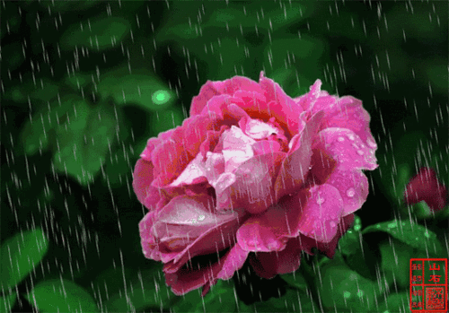春节又雨水送你最美的雨中花快打开看看越快越好