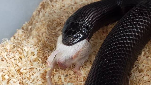 黑粗长抖尾护食 进食视频,恐蛇恐鼠慎入.