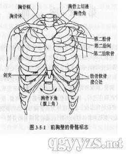 体格检查 第五章 胸部检查 第一节 胸部的体表标志8,肩胛骨:位于后胸