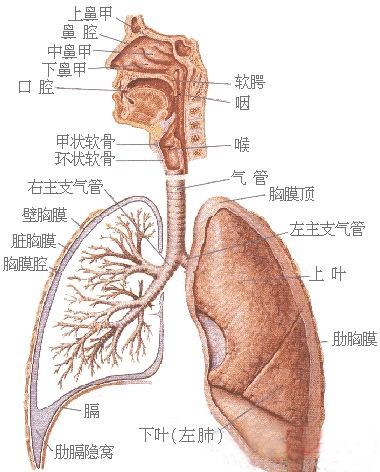呼吸道 鼻 口腔 喉 支气管 肺胸