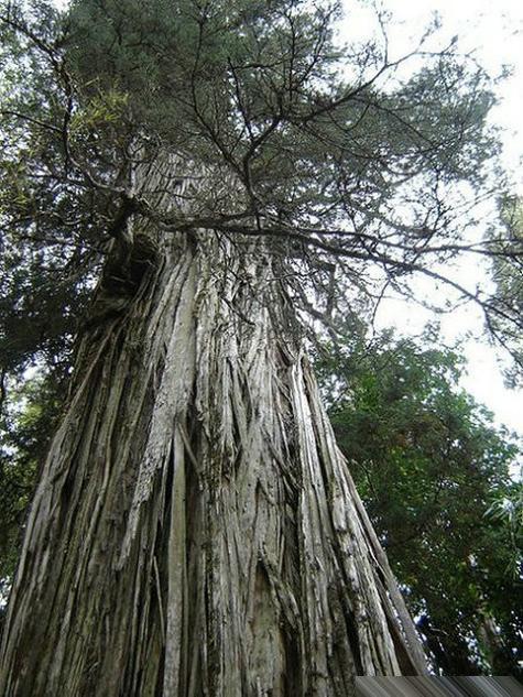 【转载】世界上最古老的10棵树