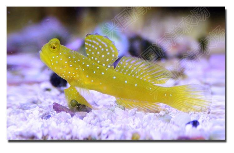 黄金虾虎 黄虾虎鱼海水鱼珊瑚缸活体海洋生物翻沙小丑鱼快递包活