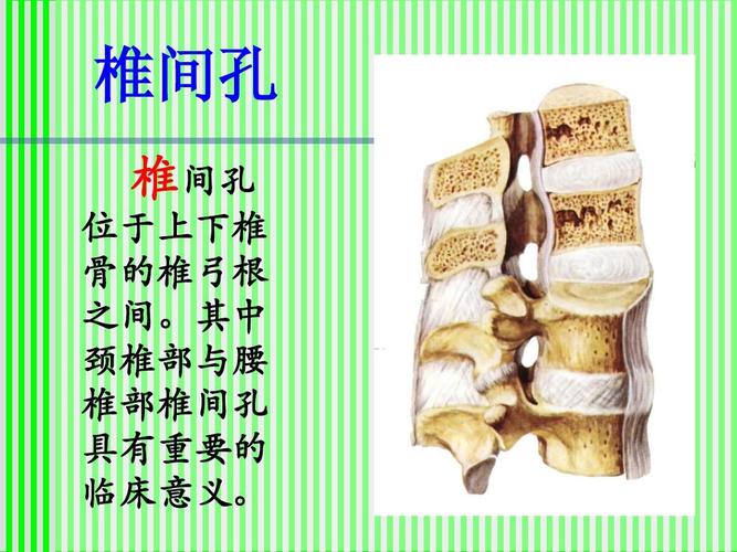 医药卫生 脊柱解剖与神经分布ppt 脊柱解剖和神经分布 椎间孔 位于