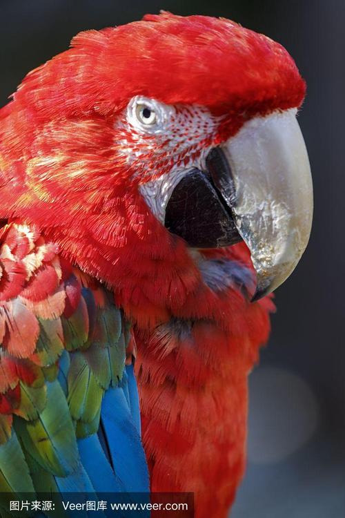 red scarlet parrot macaw tropical bird on nature background –