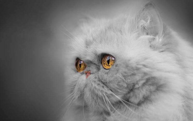 下载桌布 2560x1600 黄色眼睛灰色的猫,蓬松 桌面背景