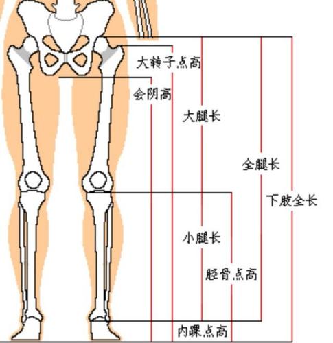 腿长和下肢长的区别