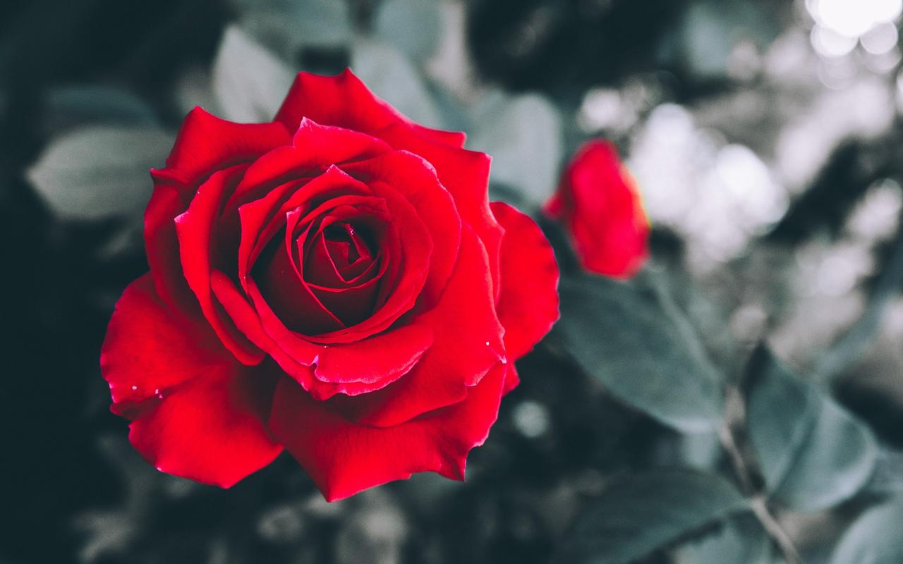 超清绝美红玫瑰图片电脑壁纸