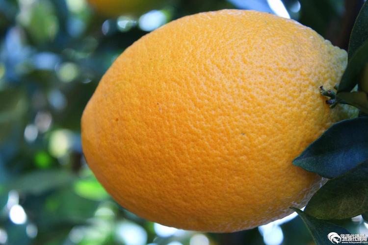 云南大理宾川脐橙新鲜橙子新鲜水果一件代发