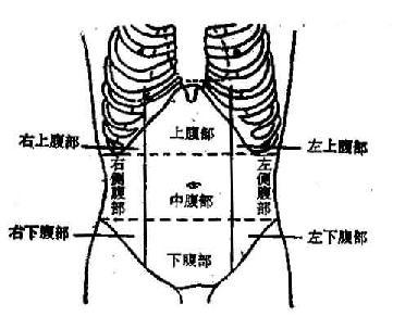 诊断学腹部体表标志及分区
