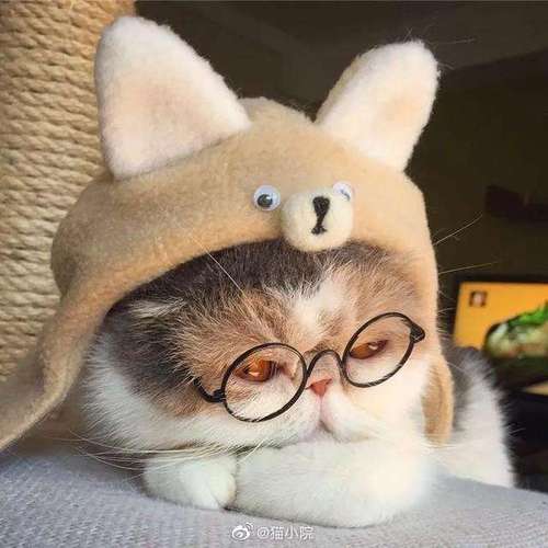 戴眼镜的猫咪,这波你觉得怎么样? zt - 动物萌宠区 - 虎扑社区