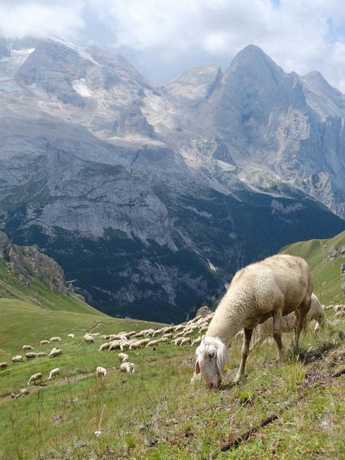 意大利多洛米蒂山脉中放羊