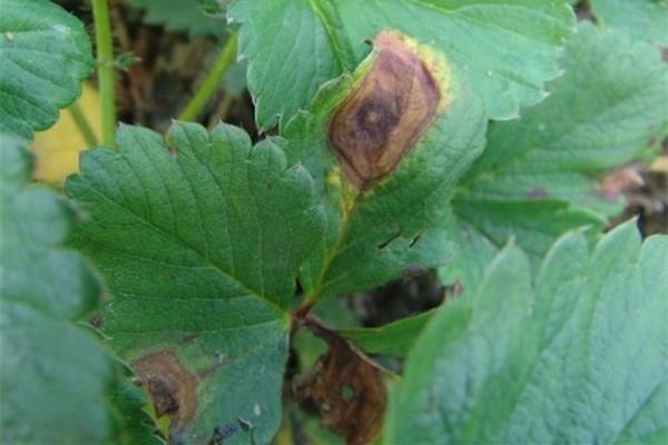 河州牡丹—草莓的病害防治