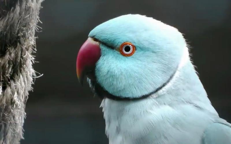 【鹦鹉】十大最受欢迎的会说话的宠物鸟_会说话的鹦鹉