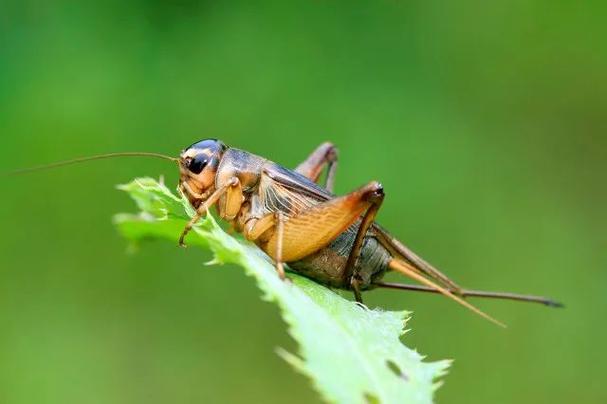 蟋蟀的鸣叫声是怎么产生的?