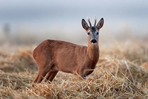 狍子又名矮鹿,是东北常见的野生动物之一