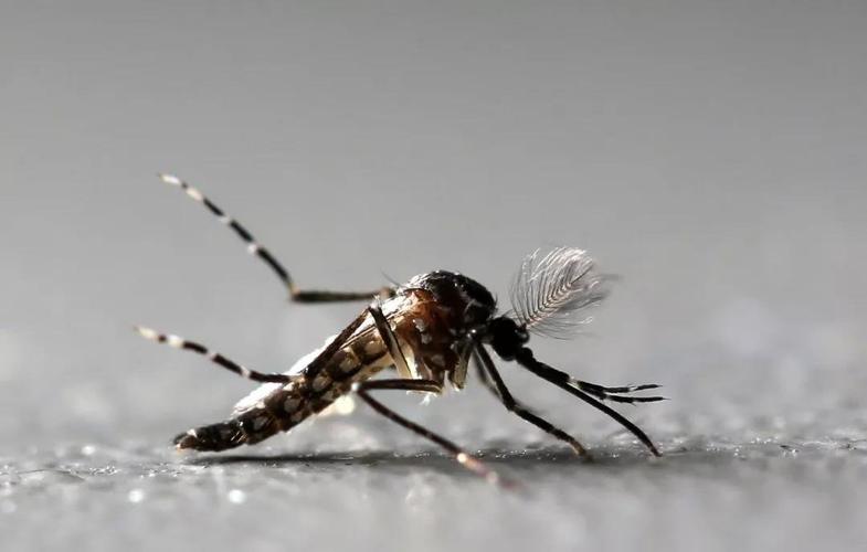 紧急通知南通发布登革热疫情预警疾控中心提醒看到这种蚊子千万小心