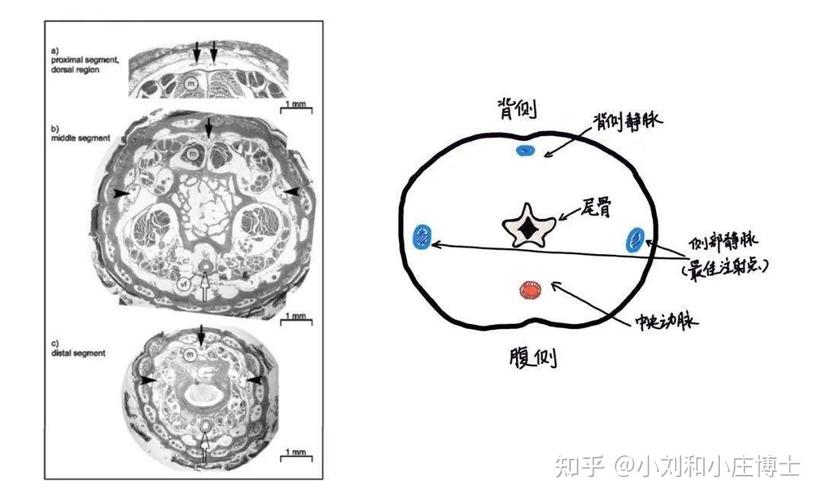 简化的示意图1(右)可以帮助大家更好的理解小鼠尾部的解剖结构.