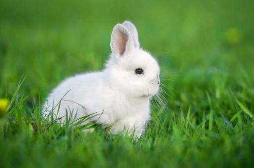 可爱的小白兔作文300字
