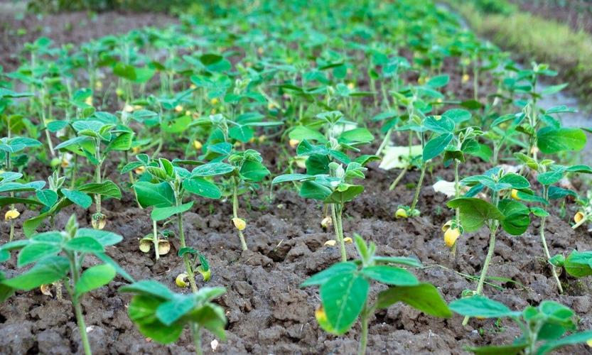 2播种育苗 黄豆的播种方式有两种,分直播和移栽,直播也就是刚刚所说的