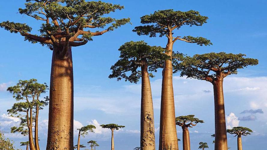 全球最奇特的三种树一种毒性最强一种最能喝水一种寿命最长