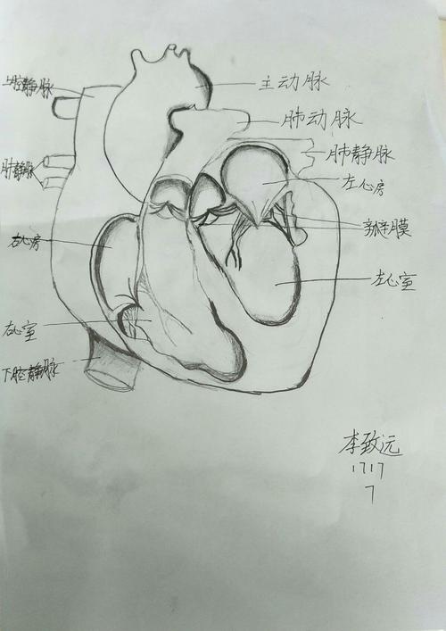 1717班生物作业心脏图